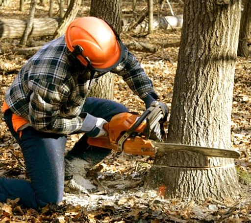 Tree Removal in Whitetop, VA